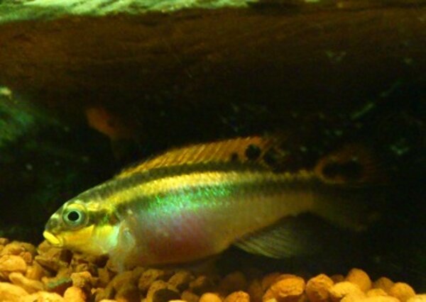 Pelvicachromis taeniatus Nigeria Red