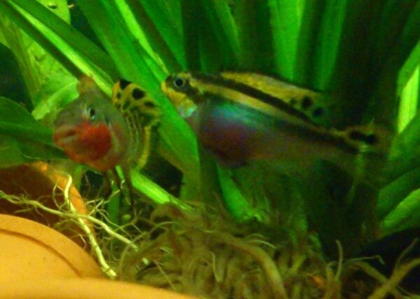 Pelvicachromis taeniatus Nigeria Red