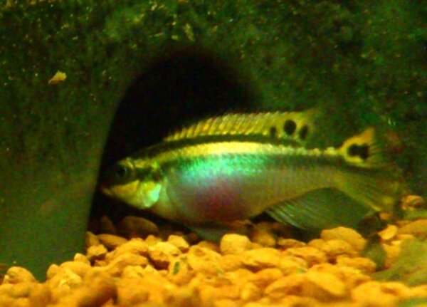 Pelvicachromis taeniatus Nigeria Red