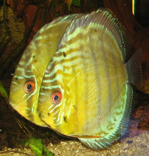 Symphysodon aequifasciatus - Grön discus (Rio Tefe)