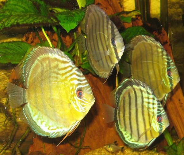 Symphysodon aequifasciatus - Grön discus (Rio Tefe)