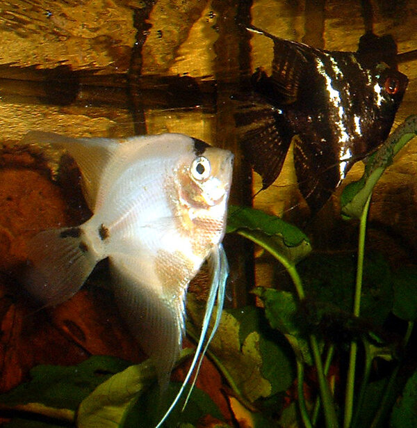 Pterophyllum scalare - Scalare