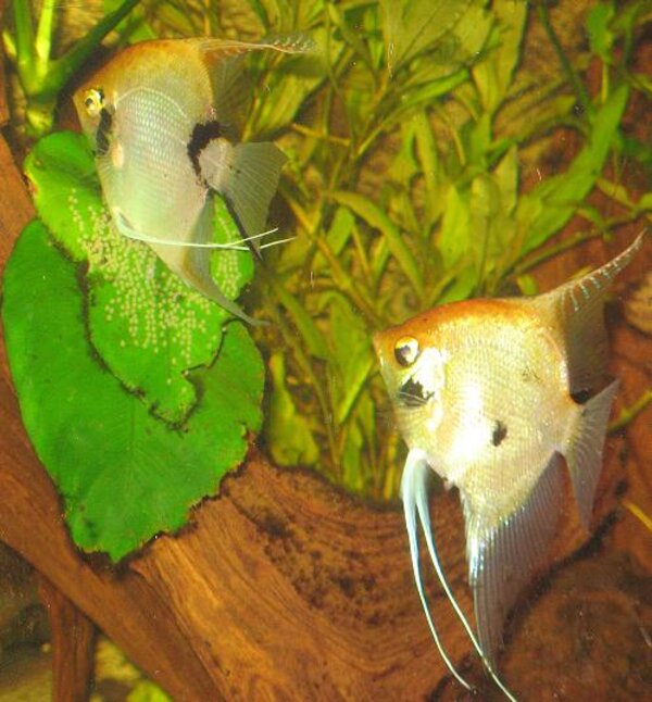 Pterophyllum scalare - Scalare