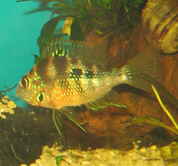 Thorichthys maculipinnis