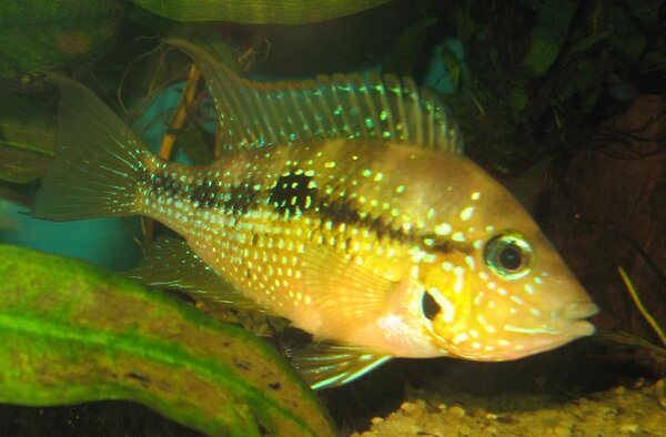 Thorichthys maculipinnis