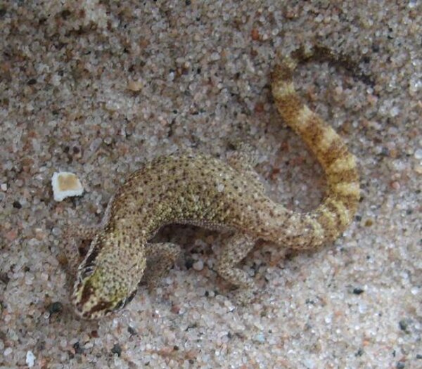 Microgecko - Tropiocolotes steudneri