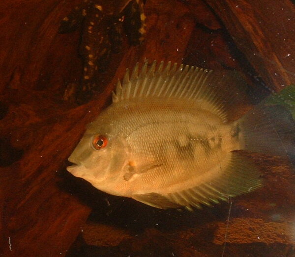 Uaru amphiacanthoides