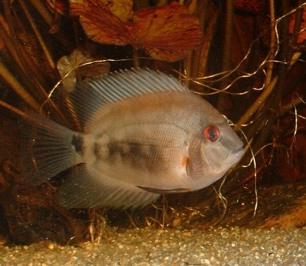 Uaru amphiacanthoides