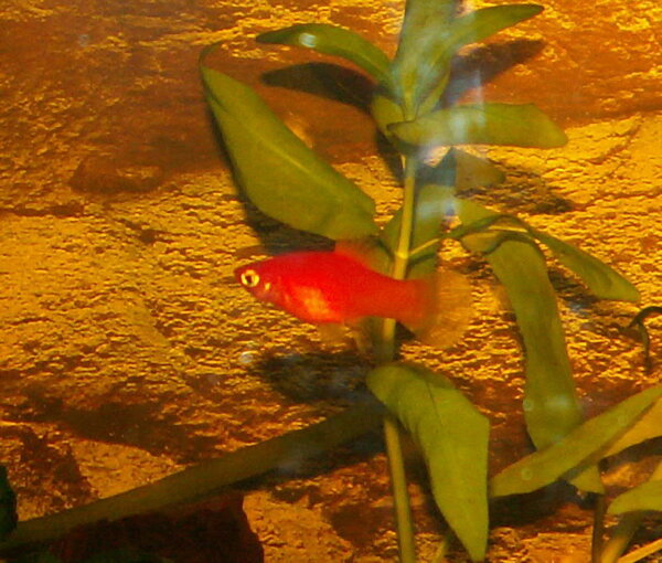 Xiphophorus maculatus - Platy