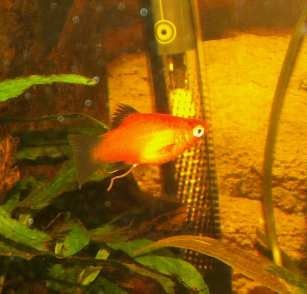 Xiphophorus maculatus - Platy