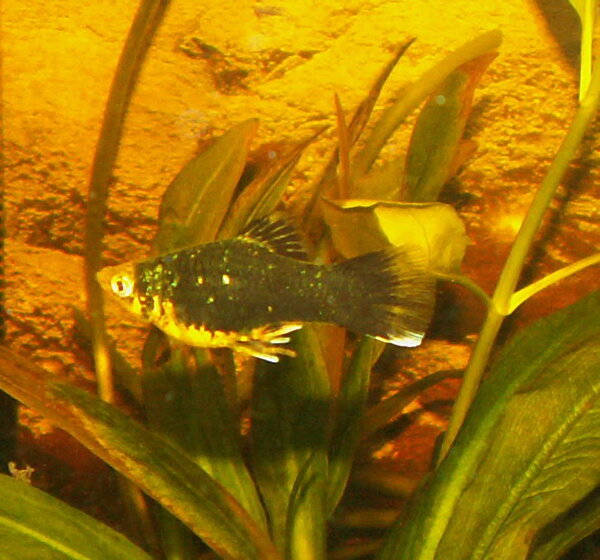 Xiphophorus maculatus - Platy