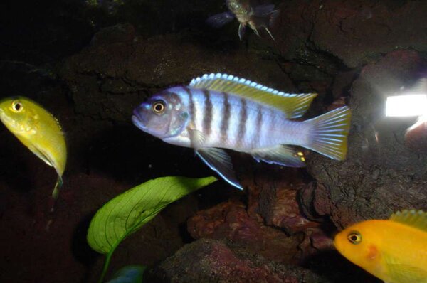 Metriaclima zebra "Nakantenga Red Top"