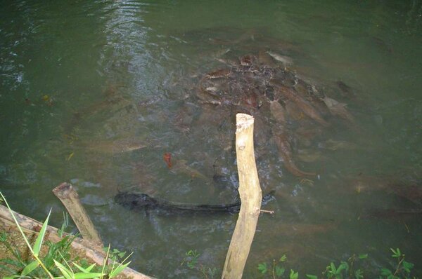 Giant Catfish