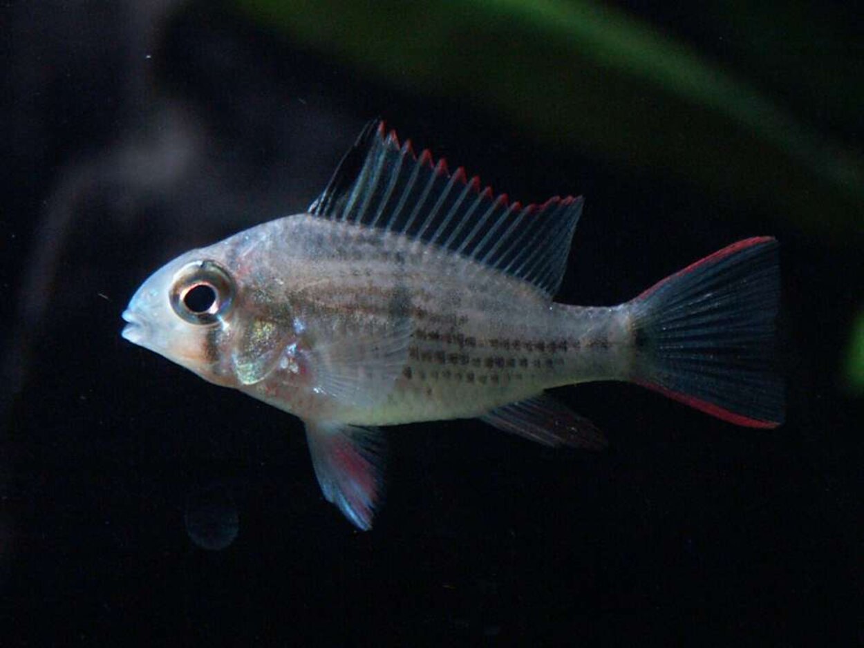 Mikrogeophagus altispinosus