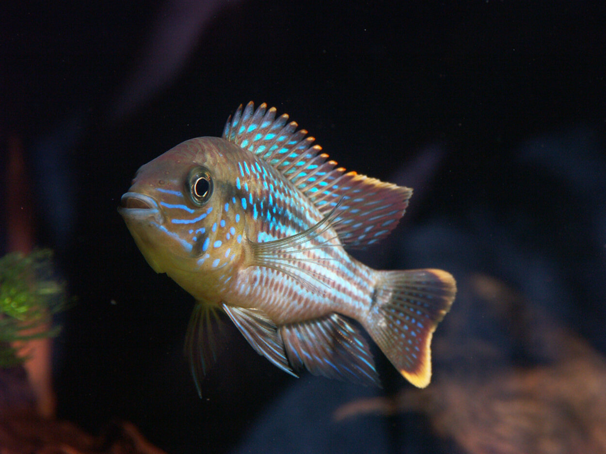 Aequidens rivulatus