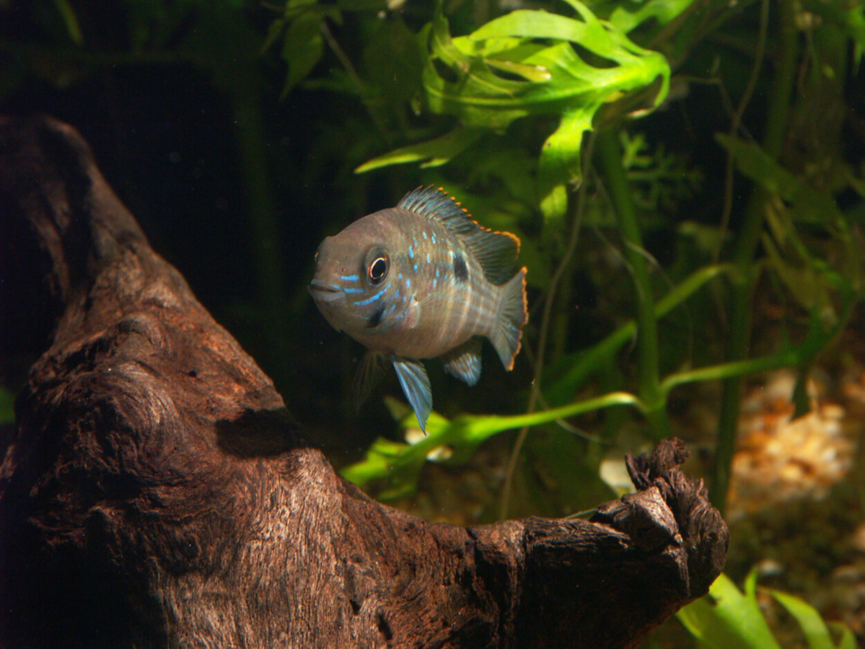 Aequidens rivulatus