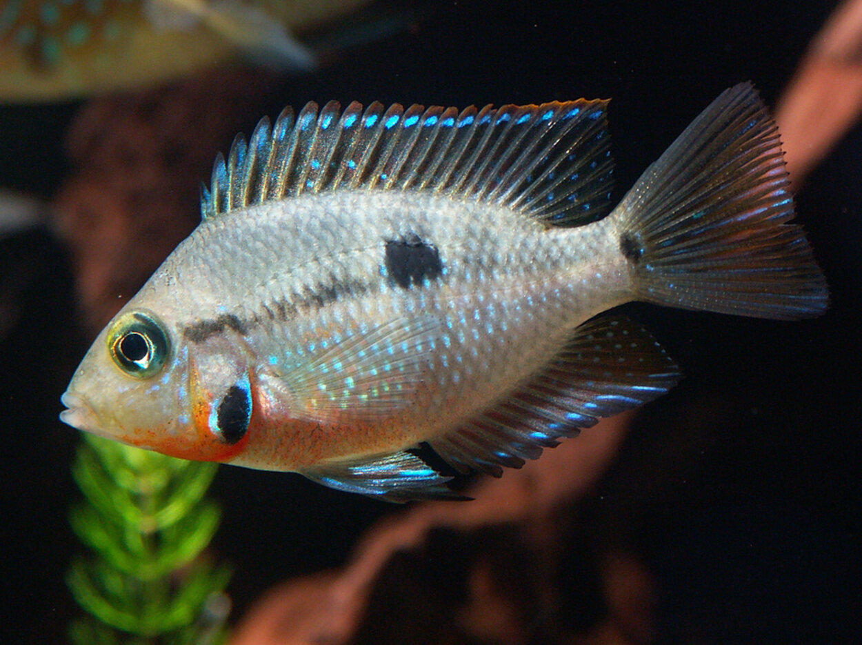 Thorichthys meeki