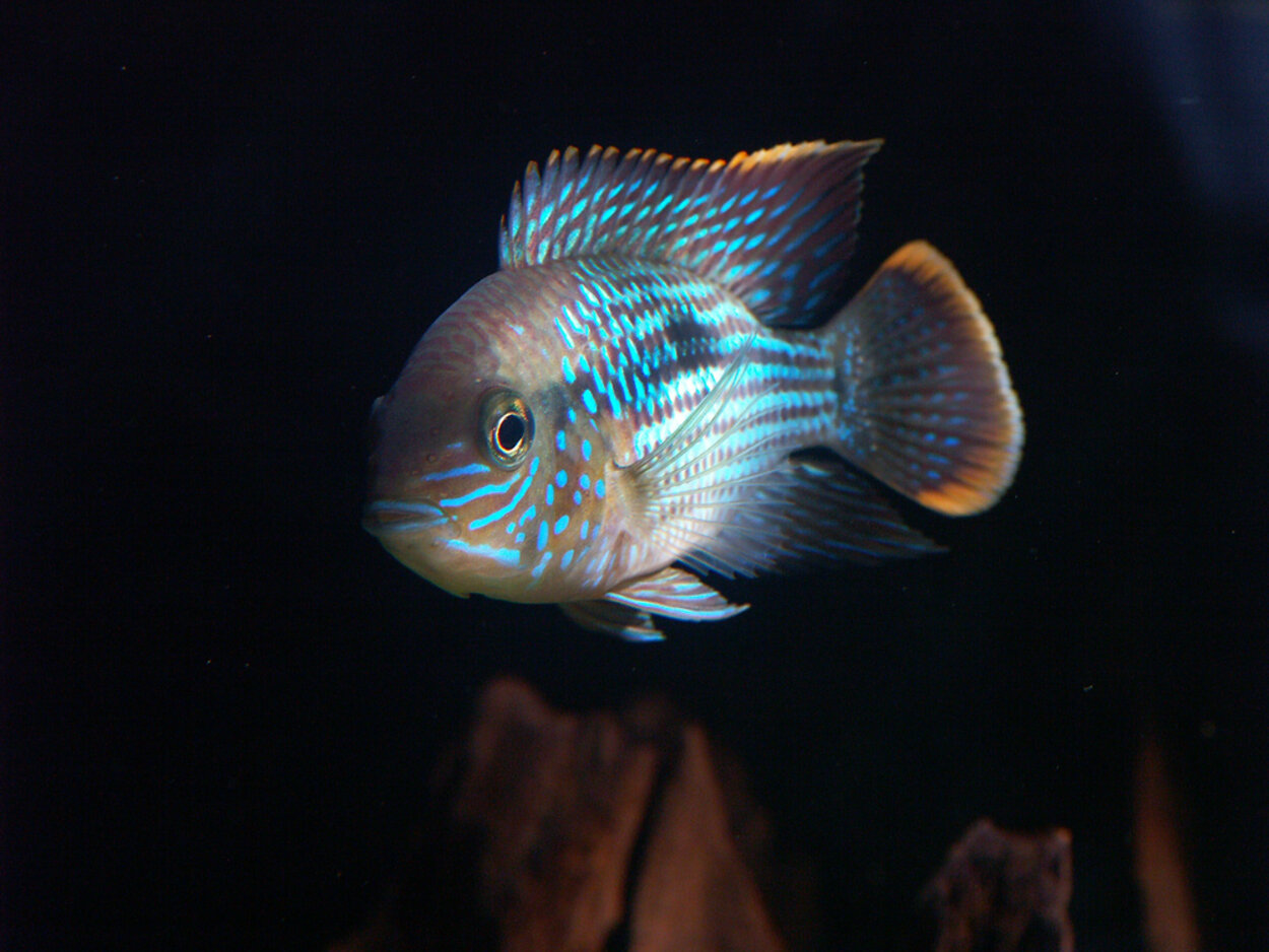 Aequidens rivulatus