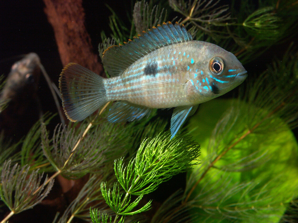 Aequidens rivulatus