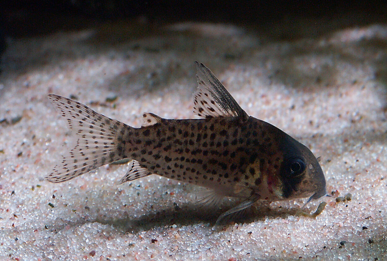 Corydoras kanei