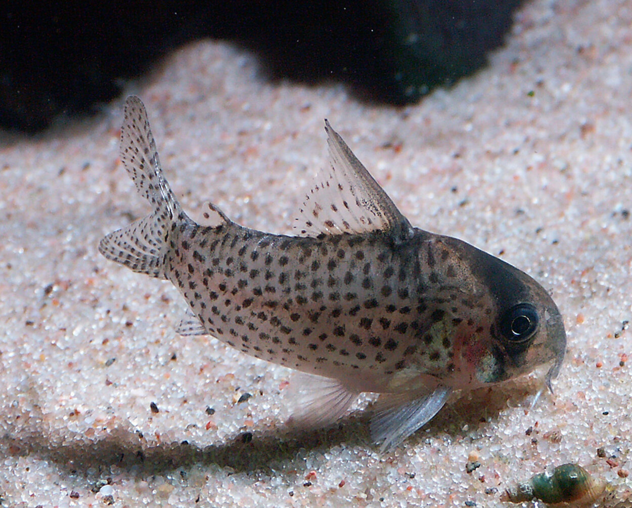 Corydoras kanei