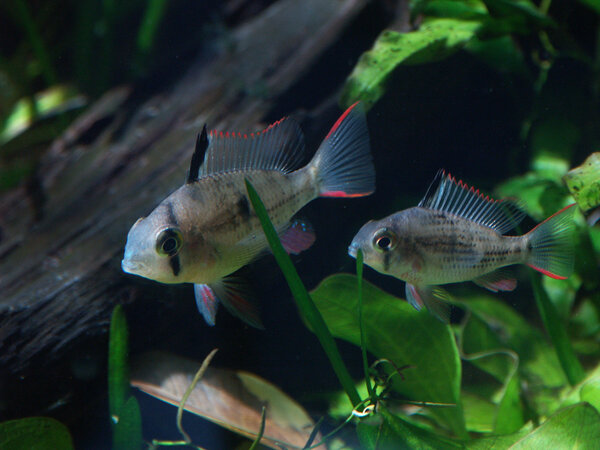 Mikrogeophagus altispinosus