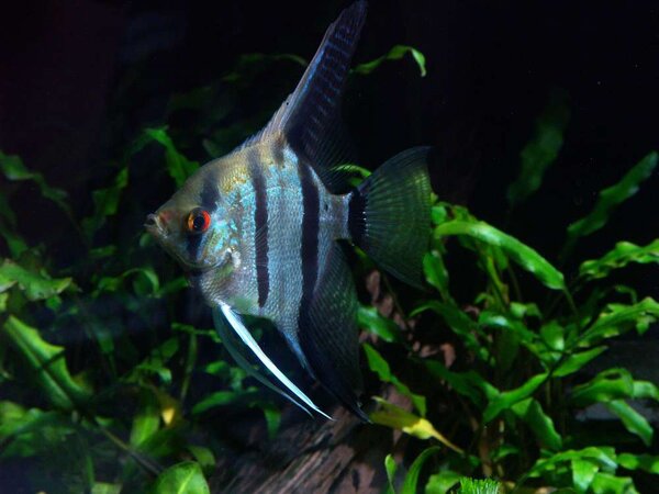 Pterophyllum scalare