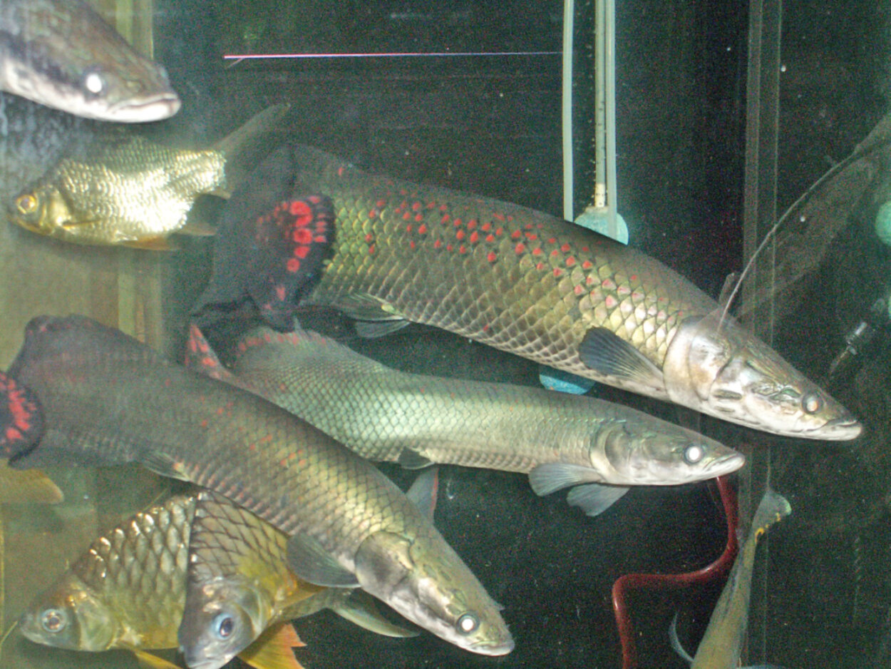 Arapaima