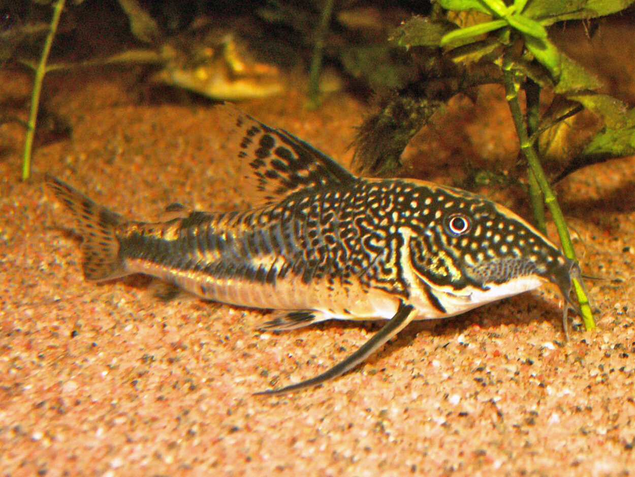 Scleromystax barbatus