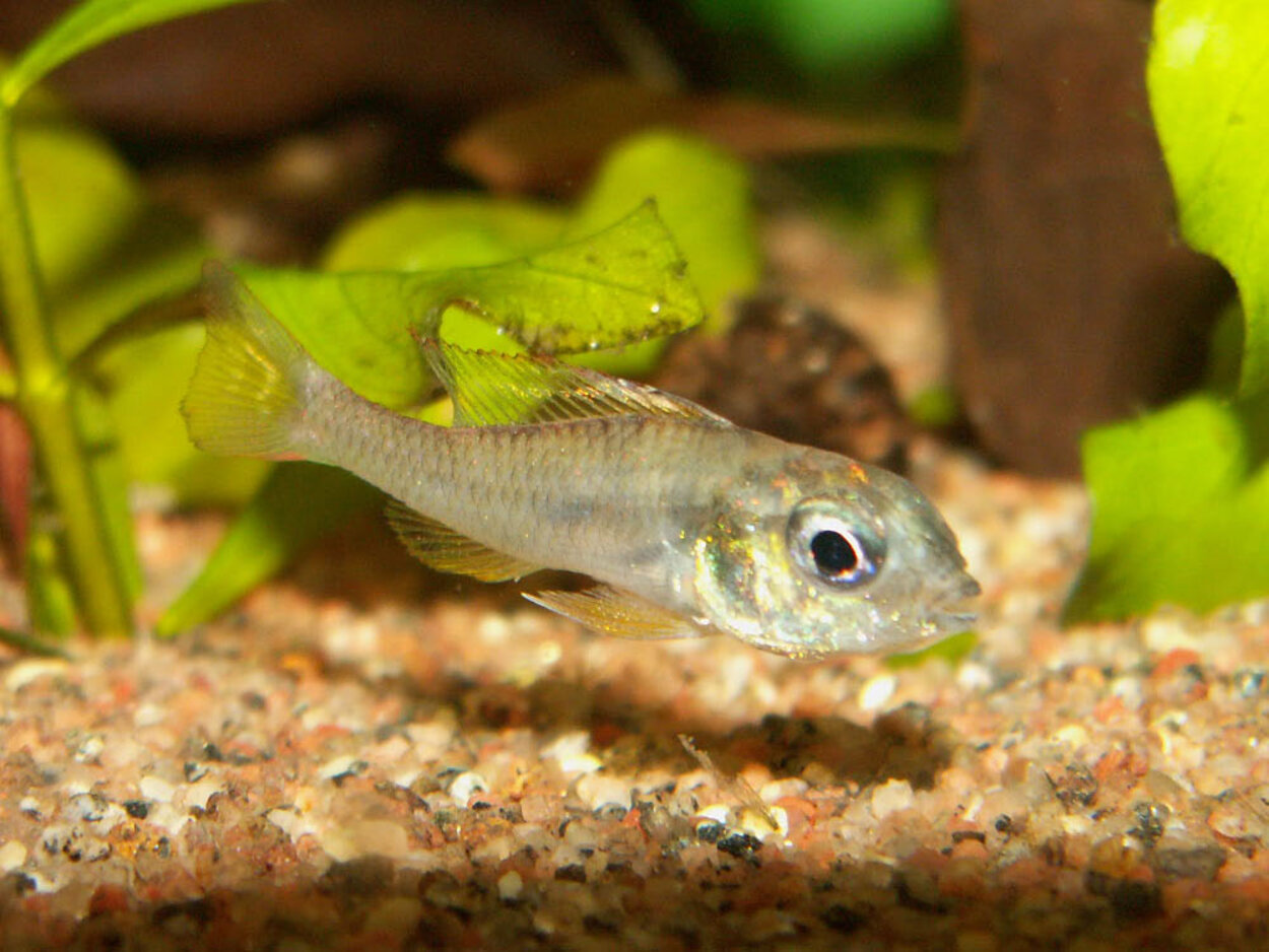 Biotoecus opercularis "Tapajós"