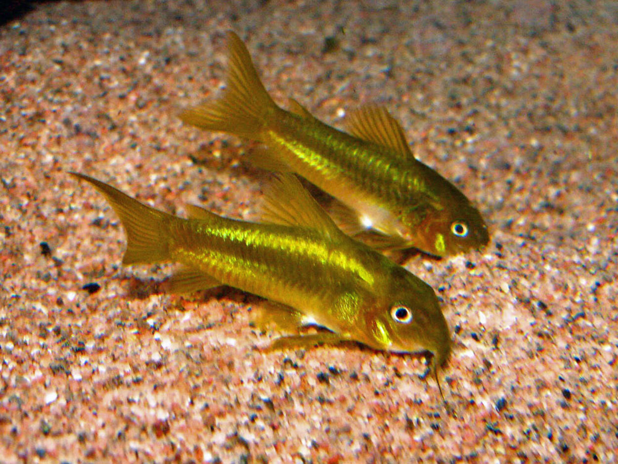 Corydoras aeneus "Green stripe"