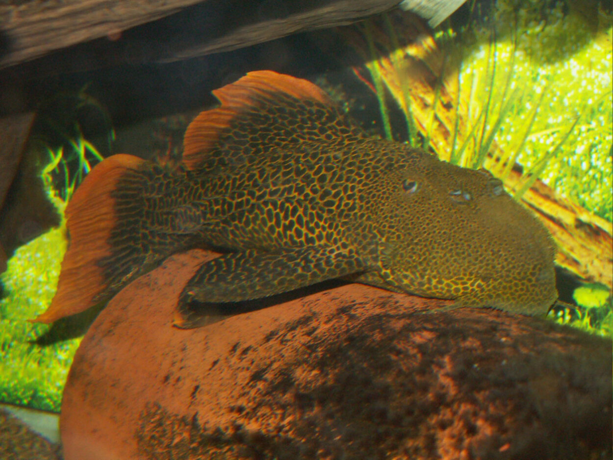 Pseudacanthicus cf. leopardus