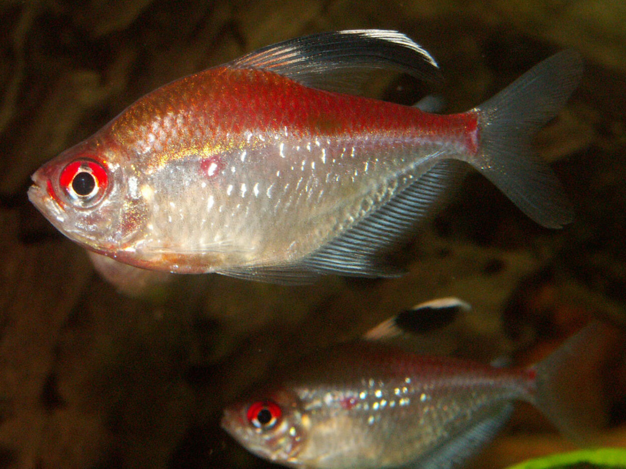 Hyphessobrycon pyrrhonotus