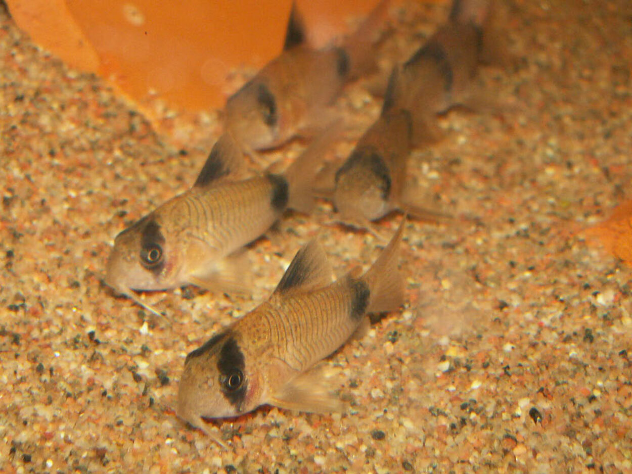 Corydoras panda