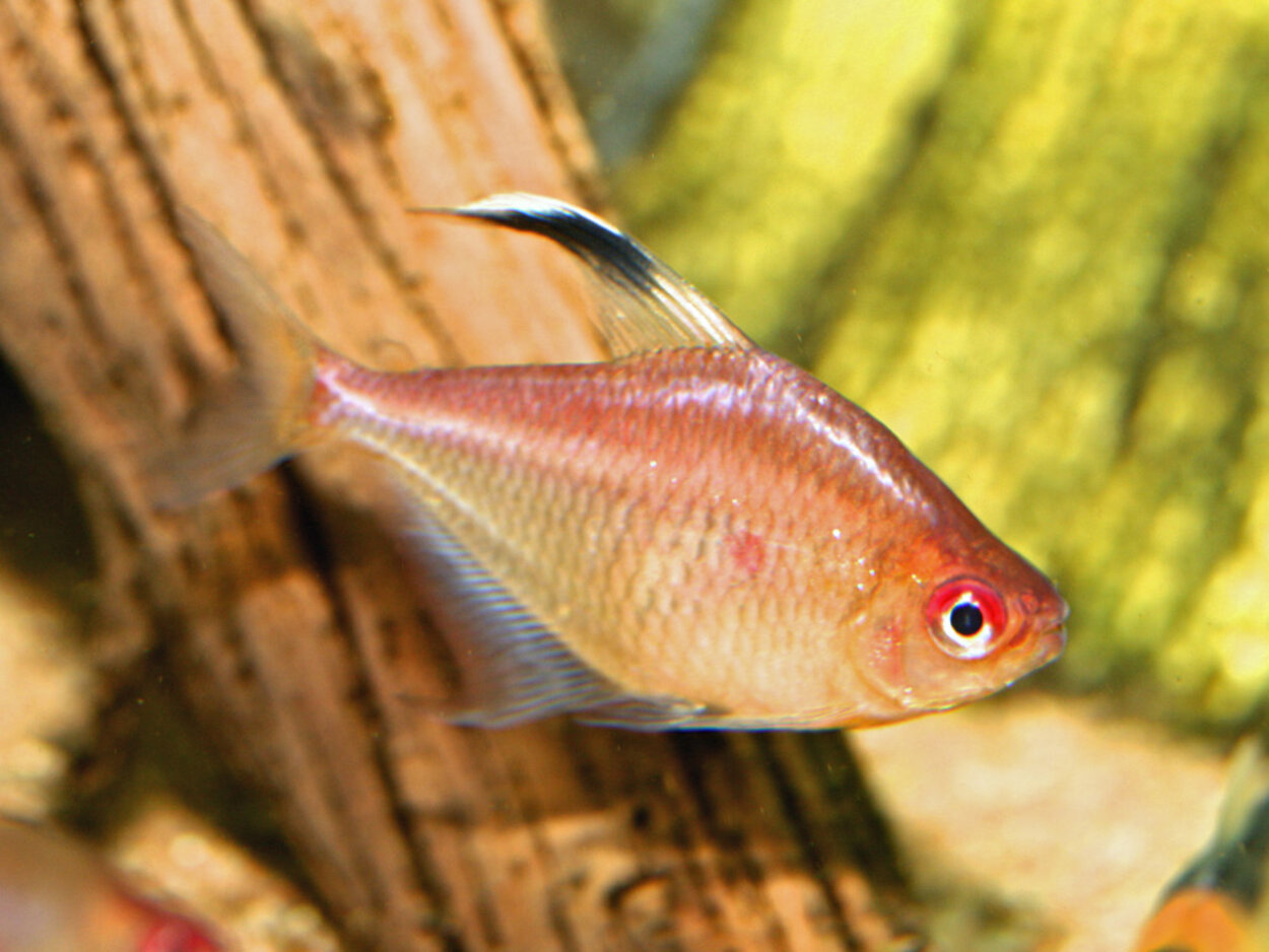 Hyphessobrycon pyrrhonotus