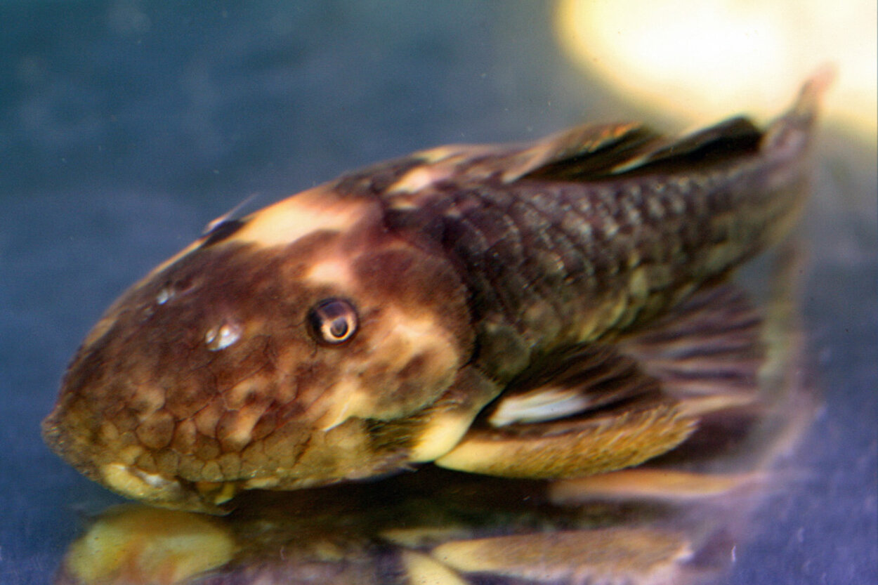 Parancistrus aurantiacus