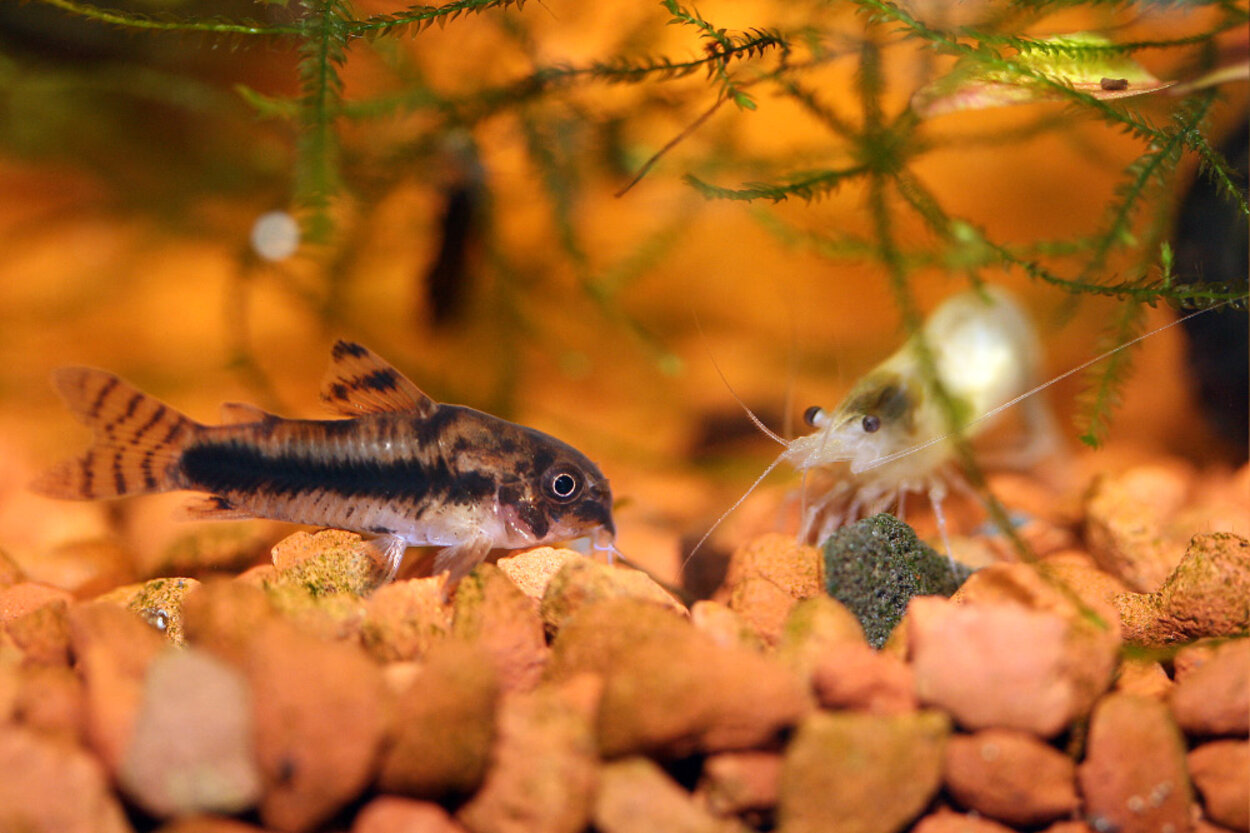 Corydoras habrosus