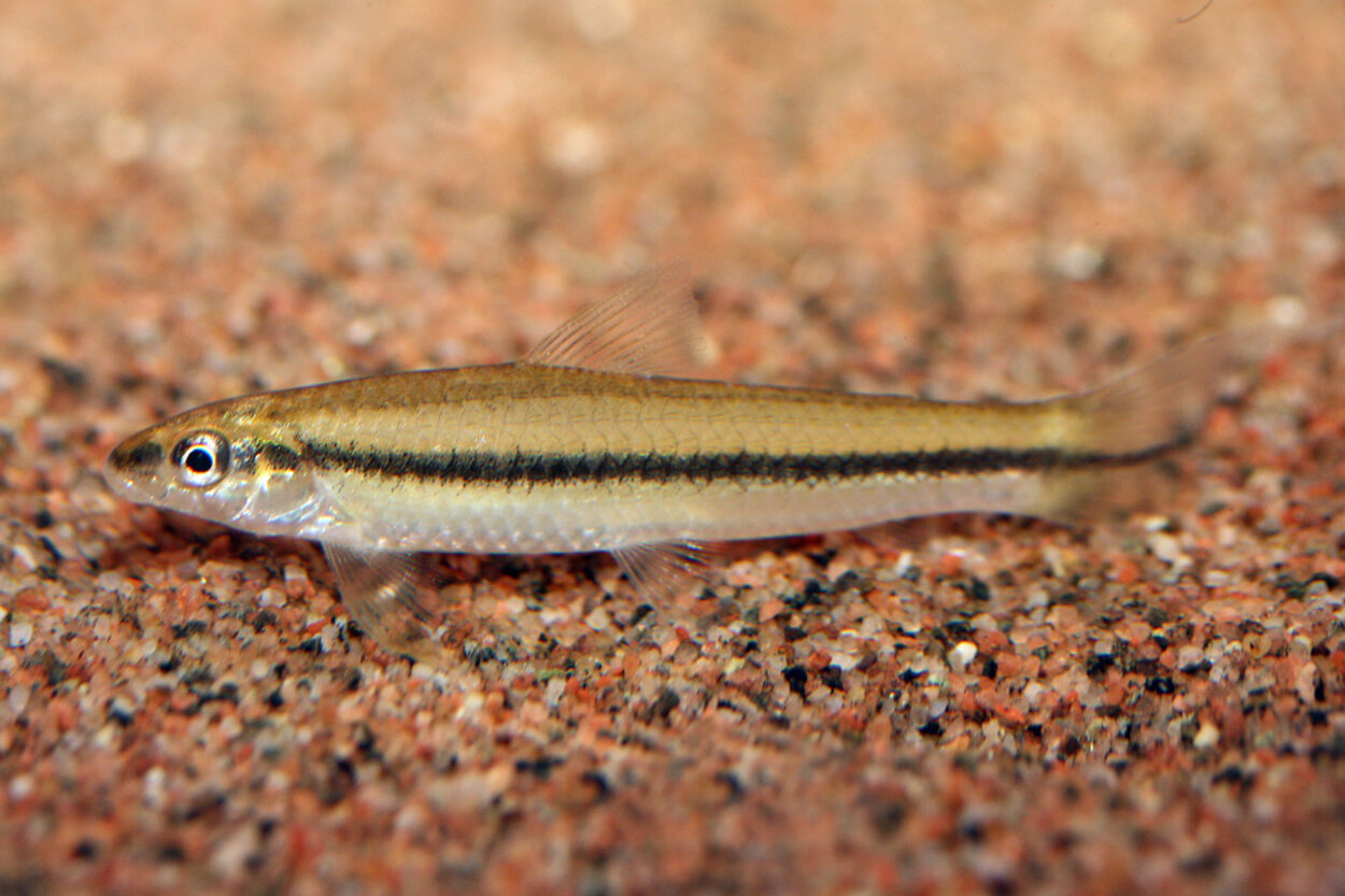 Apareiodon affinis