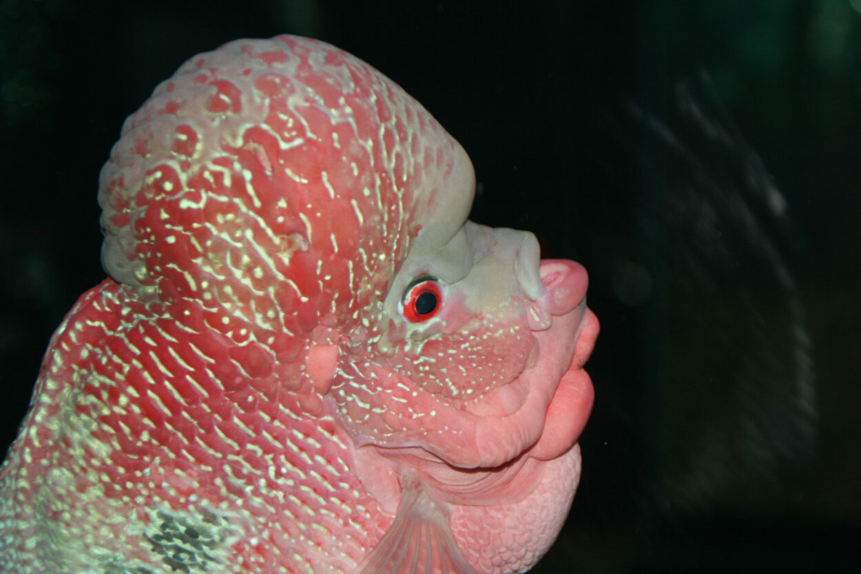 Flowerhorn