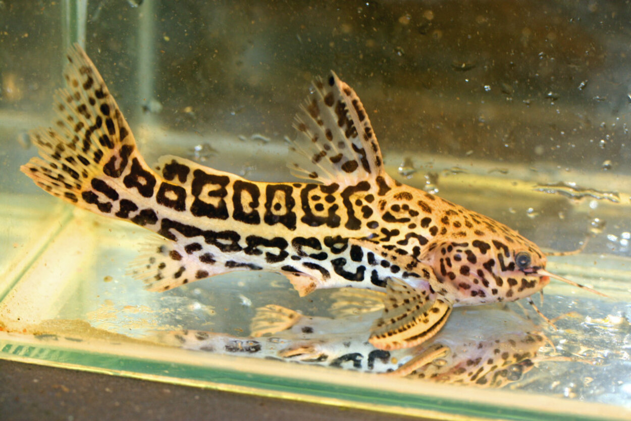 Liosomadoras oncinus