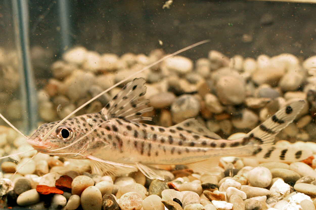 Pimelodus pictus