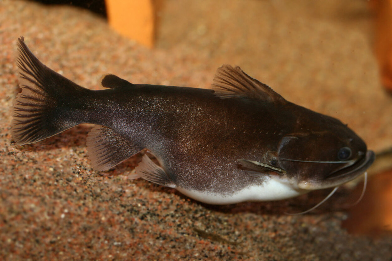 Asterophysus batrachus