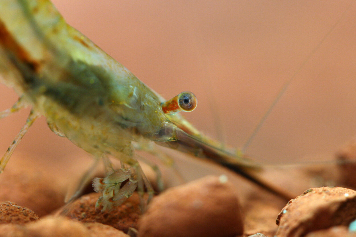 Caridina gracilirostris