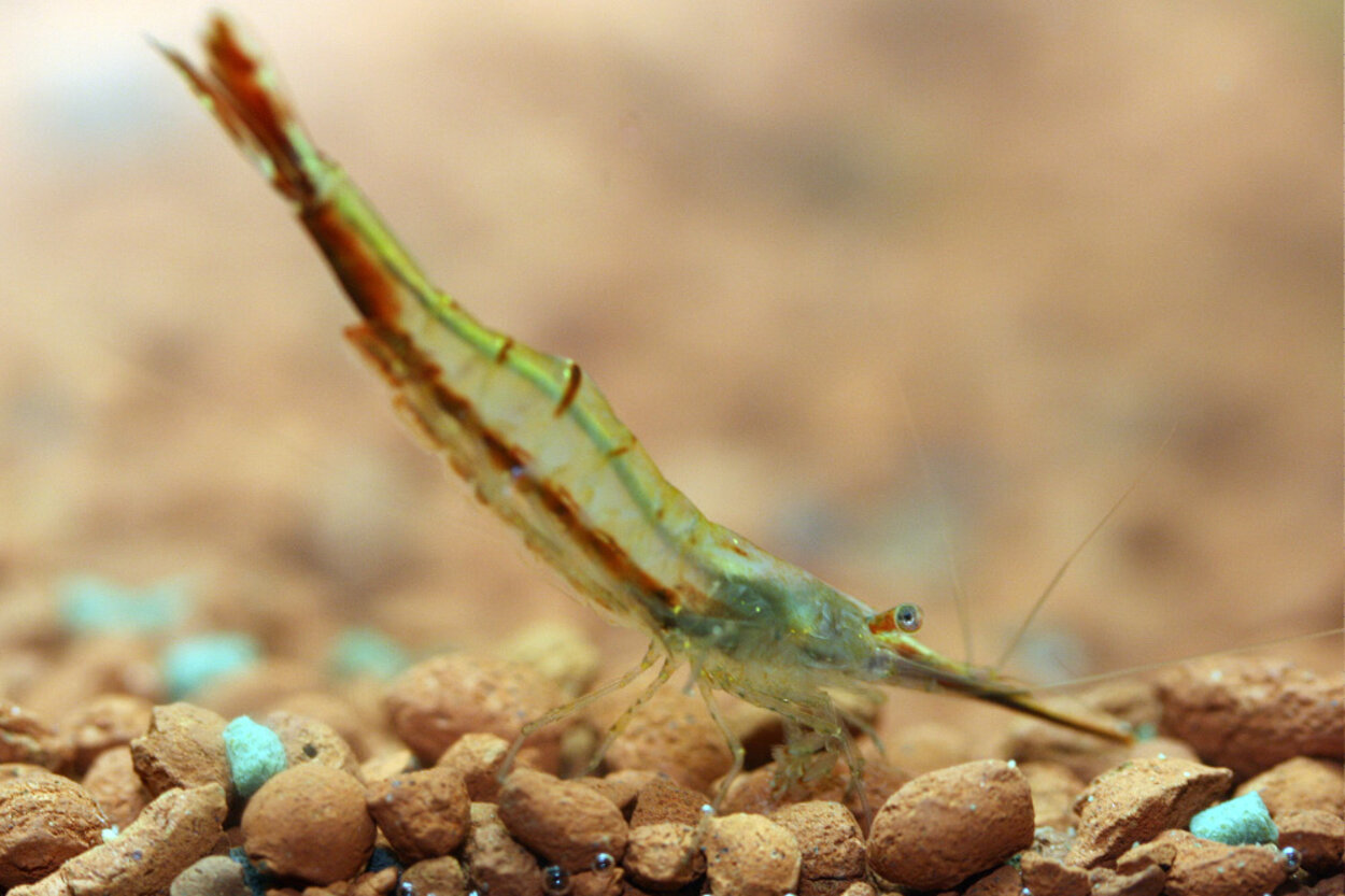 Caridina gracilirostris