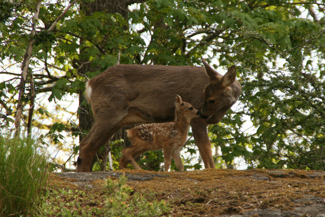 Capreolus capreolus