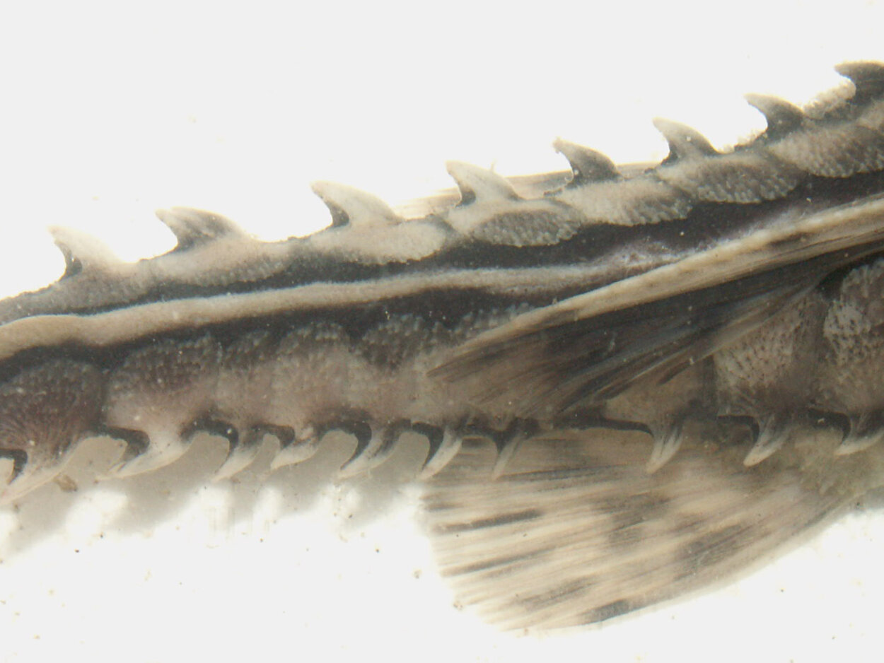 Megalodoras uranoscopus