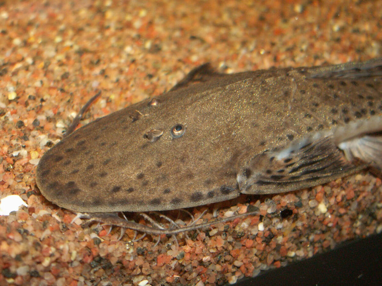 Planiloricaria cryptodon