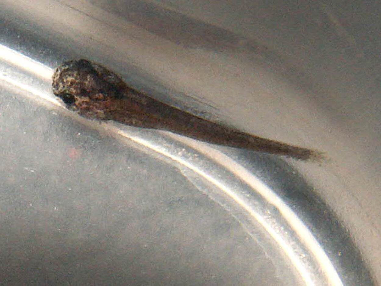 Tatia perugiae