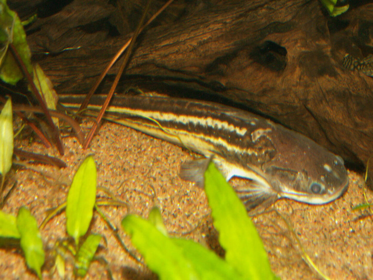 Trachelyopterichthys taeniatus