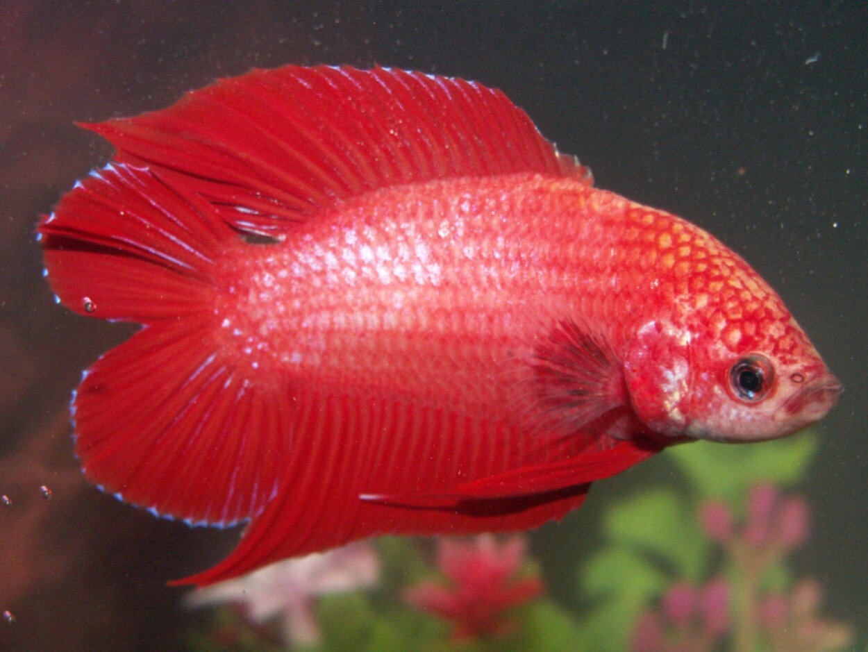 Betta spendens